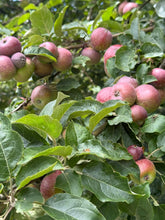 Load image into Gallery viewer, The Earls Drop Cider Kingston Black 2024
