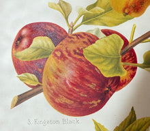Load image into Gallery viewer, The Earls Drop Cider Kingston Black 2024
