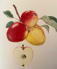 Load image into Gallery viewer, The Earl's Drop Single Varietal Cider Yarlington Mill 2024
