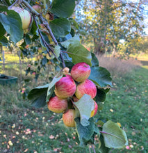 Load image into Gallery viewer, The Earl's Drop Single Varietal Cider Yarlington Mill 2024
